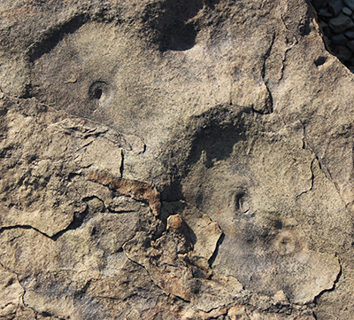 Trace fossils (Aspidella).
