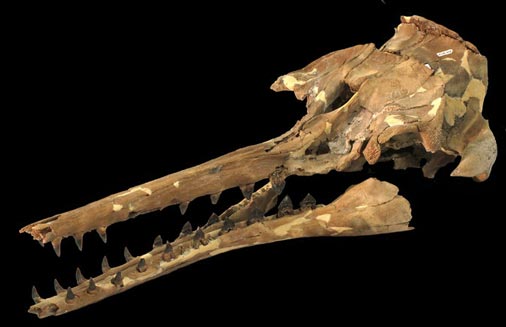 The skull of Echovenator sandersi