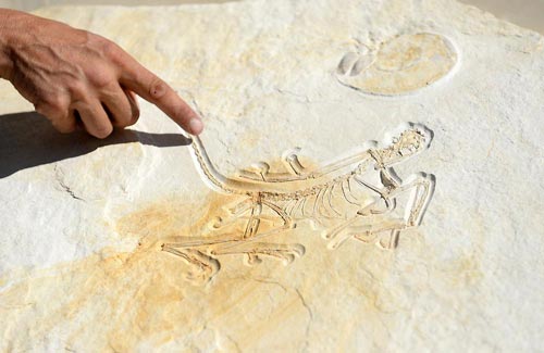 Archaeopteryx fossil from Bavaria.
