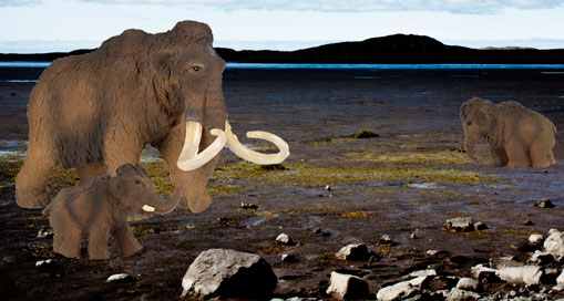 Mammoths died of thirst on St. Paul Island.