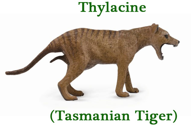 The CollectA Thylacine replica.