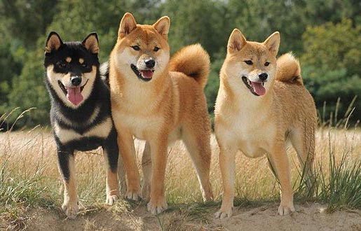 A trio of Japanese hunting dogs.