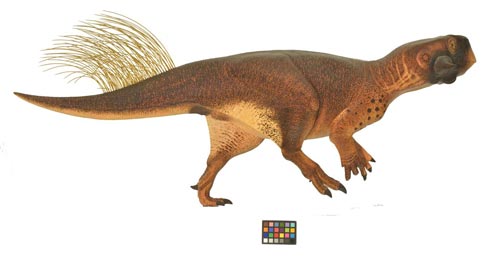 Reconstructing countershading in Psittacosaurus.