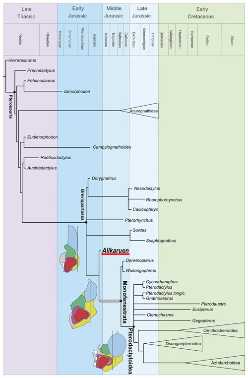 The phylogenetic position of Allkaruen.