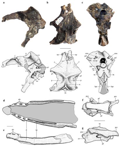 Fossils of the Jurassic Pterosaur Allkaruen