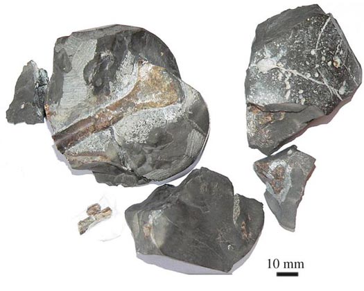 Azhdarchoid fossils from British Columbia.