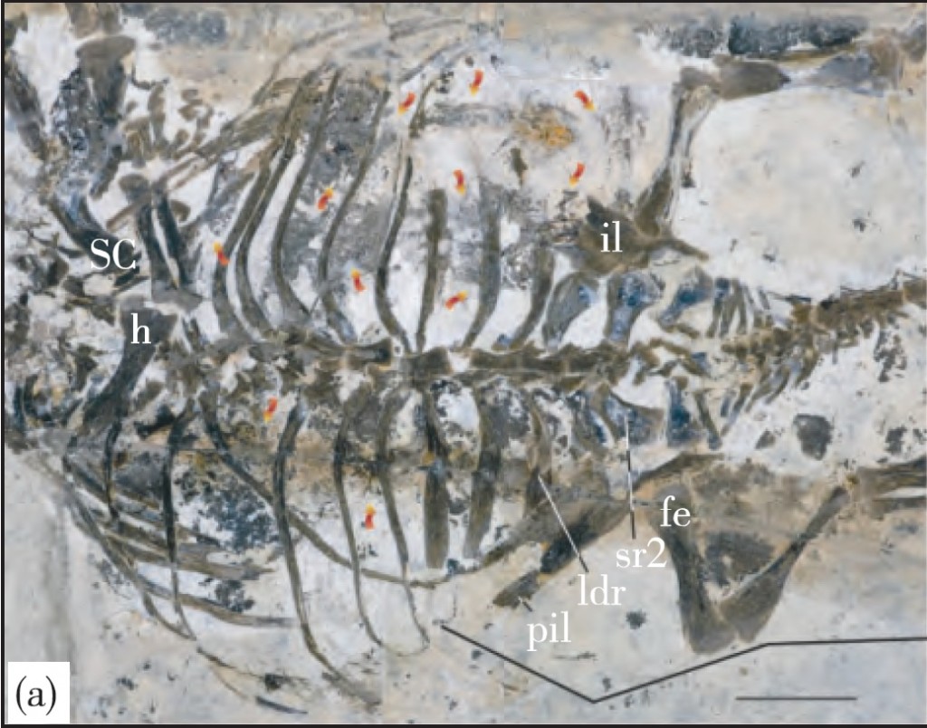Liaoningosaurus bones with fish remains in the body cavity.