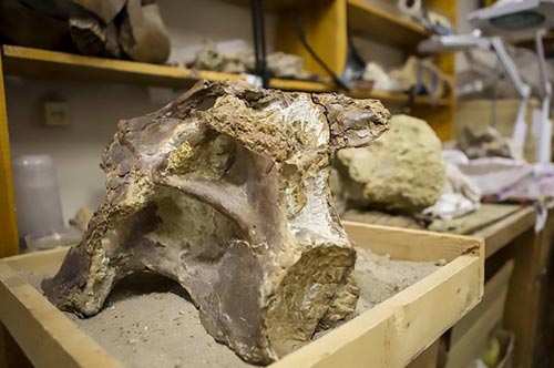 Fossils of a new Titanosaur from Siberia.