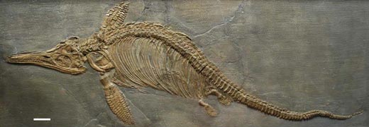 Ichthyosaurus somersetensis holotype.