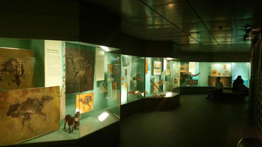 Part of the Messel gallery (Senckenberg Museum).