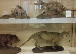A Thylacine on display.