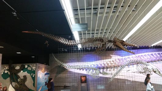 Ancient whales on display.