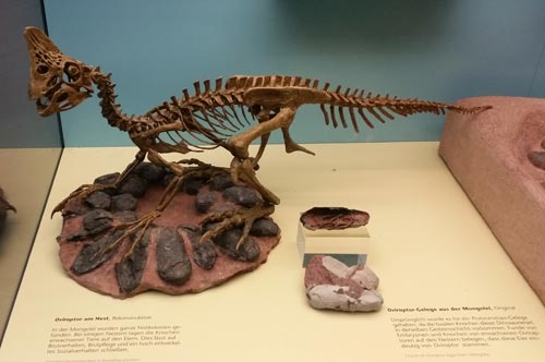 An Oviraptor and dinosaur eggs exhibit.