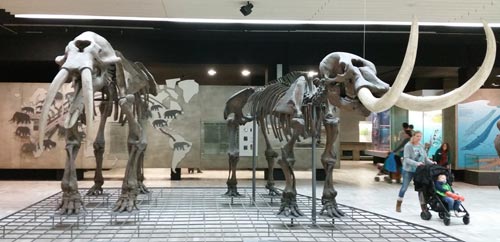 Large elephants on display. (Mastodons and Mammoths).