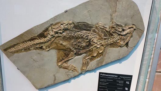 A Psittacosaurus fossil.
