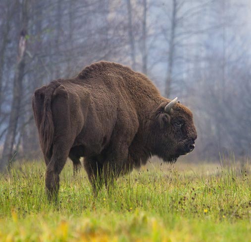 The Wisent (European bison).