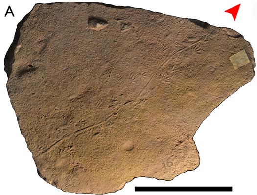 Batrachichnus fossil trackway.