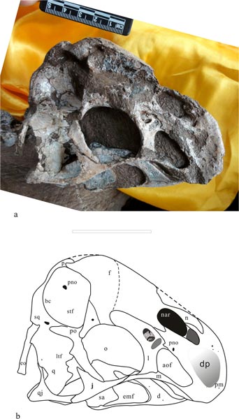 Skull and line drawing of Tongtianlong limosus.