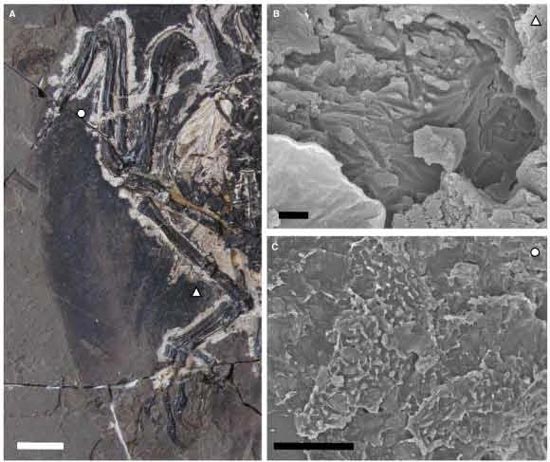 Evidence of preserved melanosomes in Early Cretaceous bird.