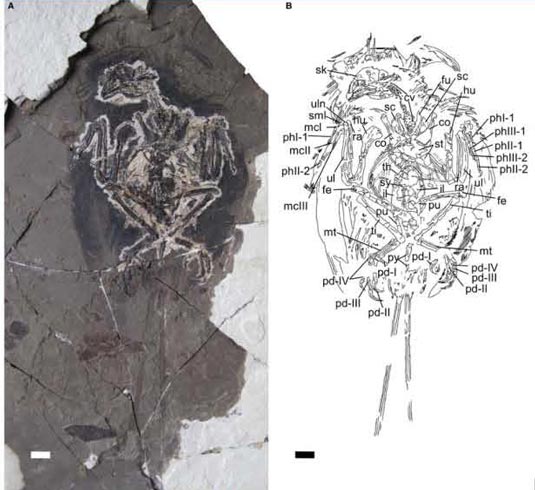 Ventral view and line drawing of the bohaiornithid bird specimen.