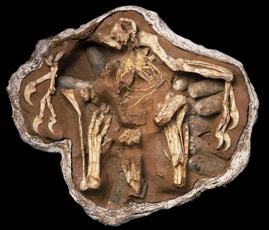 Citipati osmolskae fossil.