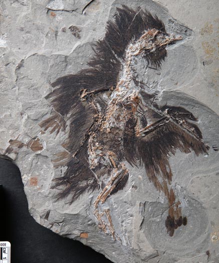 Eoconfuciusornis fossil bird.
