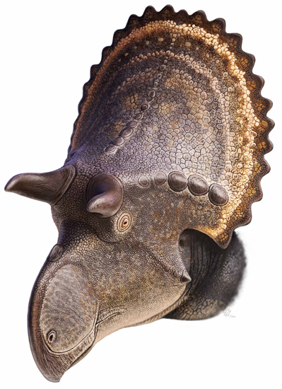  Nasutoceratopsini head.