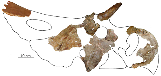 Fragmentary Ceratopsian skull from southern Alberta.