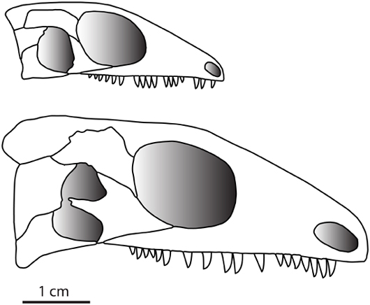 Delorhynchus skull comparisons.