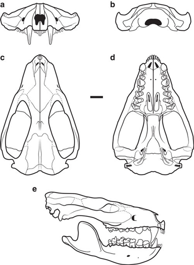 Drawings of the skull and jaws of Didelphodon vorax.