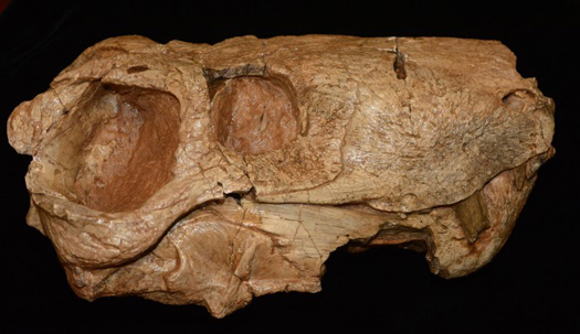 Gorgonopsid skull.