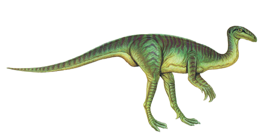 Coelophysis - Late Triassic dinosaur.