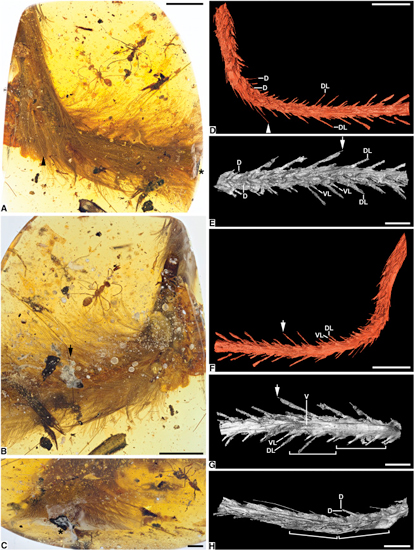 Views of the dinosaur tail preserved in amber.