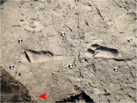 Laetoli fossil footprints.