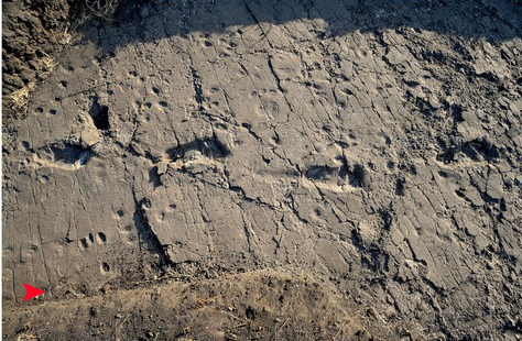 Footprints (A. afarensis).
