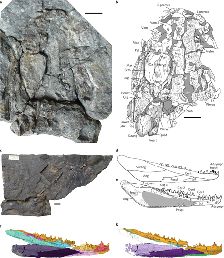 Tetrapod fossils helping to close "Romer's Gap".