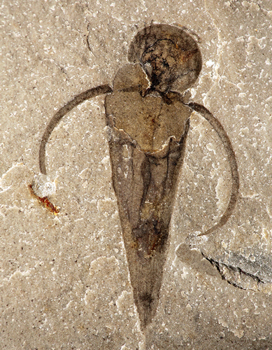 Burgess Shale Hyolith fossil.