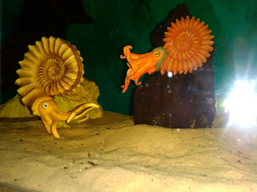 Ammonites in a prehistoric scene. An ammonite aquarium.