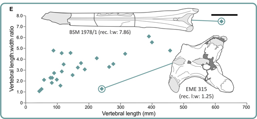 Pterosaur cervical bone comparison.