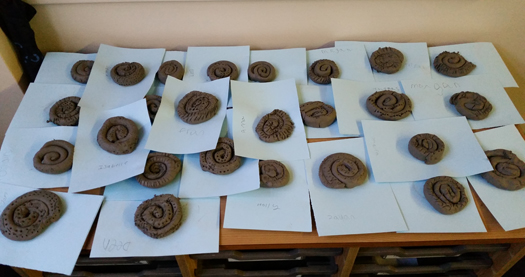 Key Stage 1 children make clay ammonite fossils.