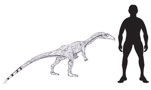 Coelophysis illustrated.