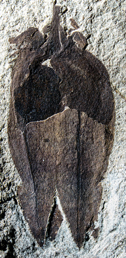 Ancient nighshade fossil.