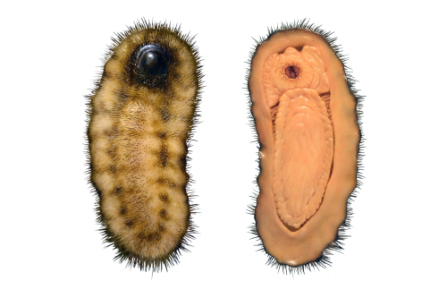 Viewed from the top (left) and the bottom (right) - Calvapilosa kroegeri.