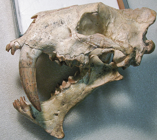 The skull of the nimravid Hoplophoneus.