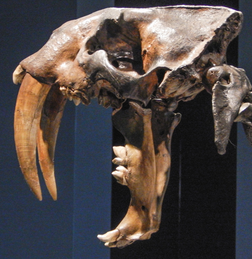 Smilodon skull fossil.