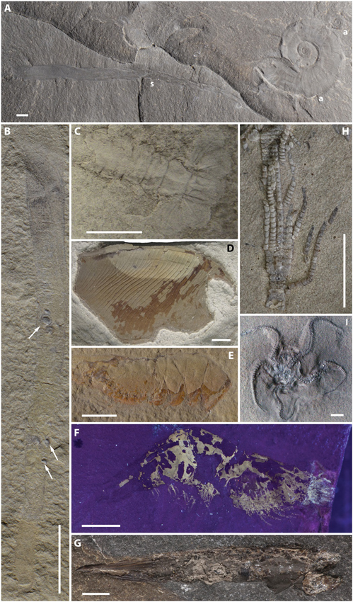 Fossils from the Paris Basin (Idaho).