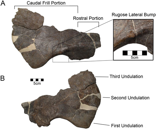 Fragment fossils representing Yehuecauhceratops.