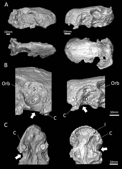 CT scans suggest Euchambersia was first terrestrial venomous Tetrapod.