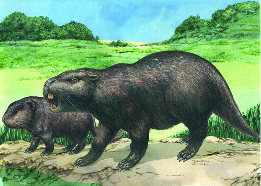 Isostylomys laurdillardi a giant prehistoric rodent.