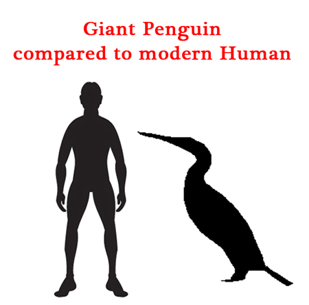 New Zealand giant penguin size comparison.